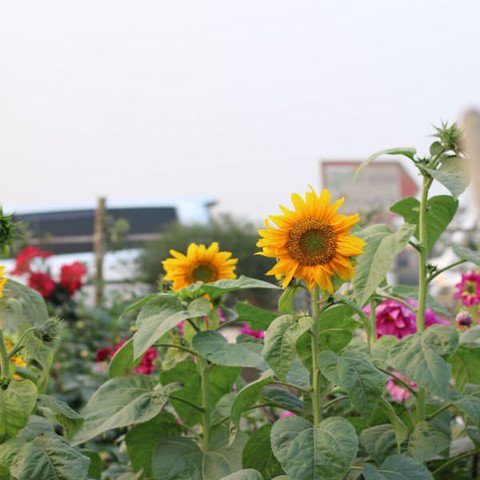 Flowers in the garden