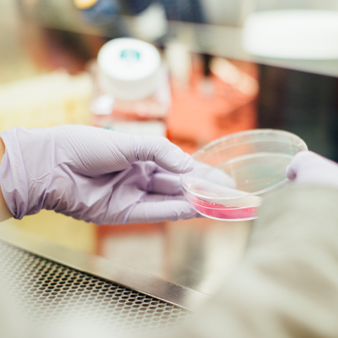 Doctor holding a Petri Dish