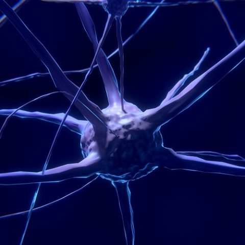 nerve cells that can be damaged by multiple sclerosis